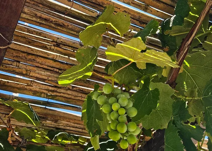 Pergulea Bed & Breakfast